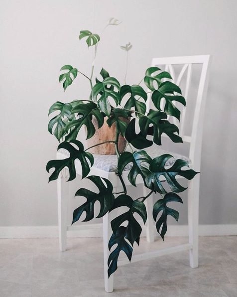 Rhaphidophora Tetrasperma indoor plant care and styling in Long Island homes.